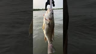 Wisconsin Drum Fishing!