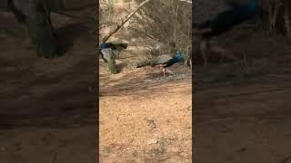 A few Peacocks  #shrots