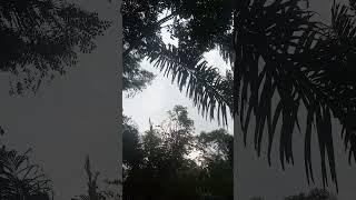 Pohon gula aren