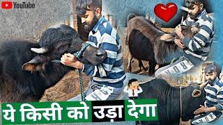 जैल्ला सबको उड़ाने की फिराक में ||Buffalo Baby Growing Up||Buffalo Baby Video||Bearded Ladka Vlogs