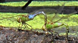 Common Green Darner Ovipositing in Tandem