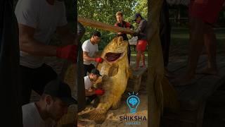 How Amazon River Fishermen Catch Half-ton Fish? By Shiksha SQUARE