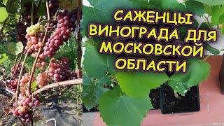 Саженцы винограда для Московской области. Виноград в Подмосковье. Виноградарство в средней полосе.