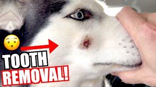 Siberian Husky Has Tooth Removed!!!