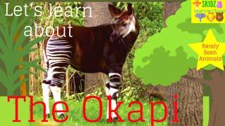 Let's Learn About The Okapi! #Sk1dz #RarelySeenAnimals