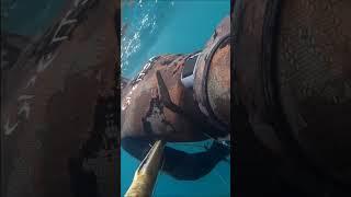 #SHORTS PESCA SUBMARINA ESPERA A LUBINA DESDE ENCIMA DEL ARRECIFE