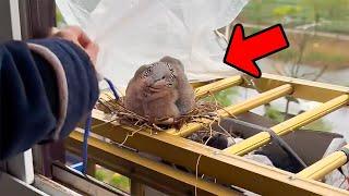 Discovering a strange bird's nest in the window, the man did something that shocked the world