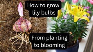 Grow Your Own Lilies In Just 99 Days!  Growing lily bulbs indoors  planting lilies in pots