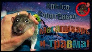 Крысы | МегаПихарь и травма. Планы меняются! (Fancy Rats | Декоративные Крысы)