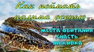 Как поймать налима осенью. Места обитания, снасть, наживка