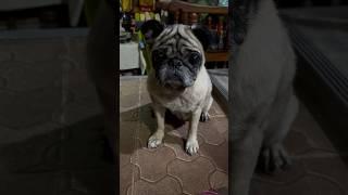 PAWsome Zoey Cutie pug #dog #puppy #pet #pug