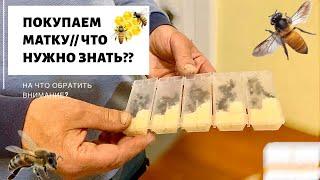 ПОКУПАЕМ МАТКУ/// ЧТО НУЖНО ЗНАТЬ ПРИ ПОКУПКЕ МАТКИ?