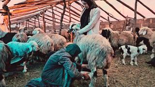 A Rainy day in nomadic tents: Emran's Family Tends Their Flock | IRAN Nomadic Life