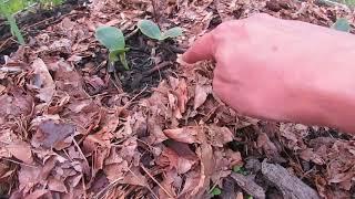 Mulch for Beds