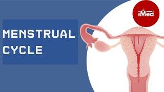 Hayz Sikli | Menstrual Cycle #iMed_team #ginekologiya #fiziologiya