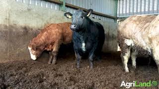 AgriLand speaks with Owen O’Neill about his 70 cow suckler herd based in Co. Carlow