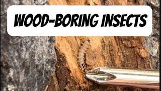 🪲Wood-Boring Insects