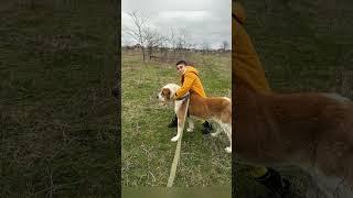 СОБАКИ-люди редкие совсем