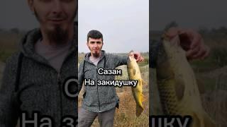 Осенний сазан на закидушку 2.895