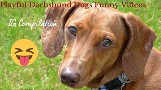 Playful Dachshund Videos Compilation IG  Sausage Dogs Purebred