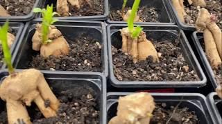 How To Take Dahlia Cuttings 100%