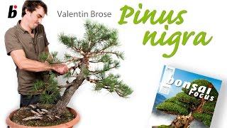 Pinus nigra with Valentin Brose