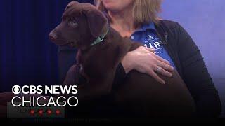 Pet Rescue Spotlight: Rae and Axel from Midwest Labrador Retriever Rescue