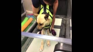 Stray Rescue of St.Louis: Shep Rescue