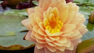 Нимфея Blushing Bride (Nymphaea Blushing Bride), нимфея застенчивая невеста