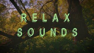 Forest sounds, birdsong for relaxation and sleep. Звуки природы, пение птиц, красивый лес. Релакс.