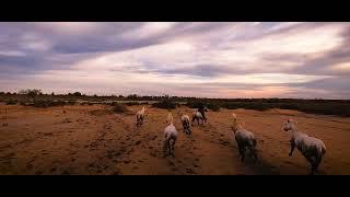 The Wild Horses of Camargue, Southern France - from an FPV drone.  DragonWing - Cinematic FPV.