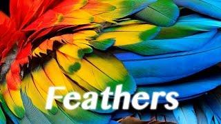 Everyday Magical Things ~ Feathers