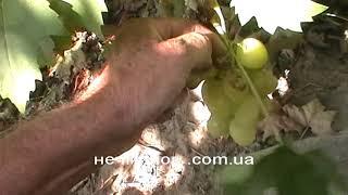 Сорт винограда "Тройка" - сезон 2019 # Grape sort "Trojka"