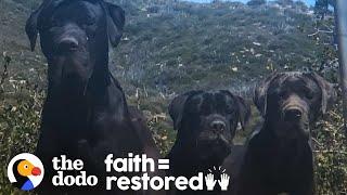 3 Huge Dogs Left On Mountain Kept Refusing To Be Rescued | The Dodo Faith = Restored