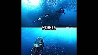 Orca pod vs livyatan, megalodon, cachalot, and blue whale