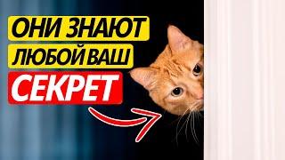 15 НЕОБЫЧНЫХ ВЕЩЕЙ, которые ВАША КОШКА ЗНАЕТ ПРО ВАС!