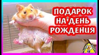 ХОМЯК в ПОДАРОК  на  ДЕНЬ РОЖДЕНИЯ / Алиса Изи Петс / Хомки / Alisa Easy Pets