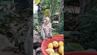 Baby monkey eating fruit #monkeysr #monkeydluffy #monkeychallenge #babymonkey #monkeyvideo #monkeys