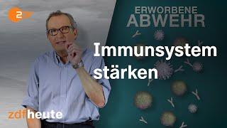 Wie funktioniert unser Immunsystem?