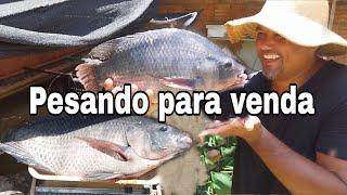 Separating and weighing some tilapia for sale