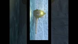 (SFM) Polar Express Ice Sliding #3d #shorts #polarexpress #sfm #train