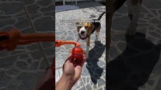 This is actually great  #puppy #interactivetoys #highenergydog