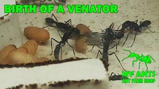 The birth of an ant Harpegnathos venator (formicarium/nest for ants)