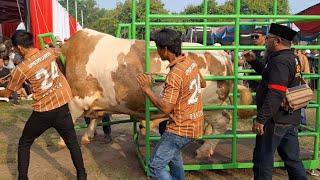 TIMBANGAN SAMPAI JEBOOL PENIMBANGAN SAPI KELAS EXTRIM KONTES APPSI LAMPUNG‼️