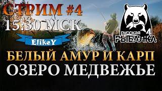 СТРИМ #4 • В 15:30 МСК • Белый Амур и Карп • Оз. Медвежье • Карповые Удилища • Русская Рыбалка 4