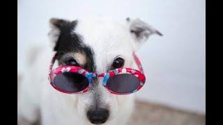 MFRC Pet Photo Contest