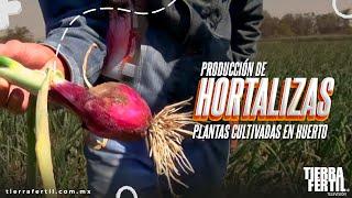 Producción de Hortalizas: Plantas cultivadas en el huerto.