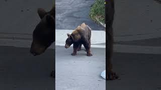Chocolate Cravings: A Black Bear’s Sweet Adventure