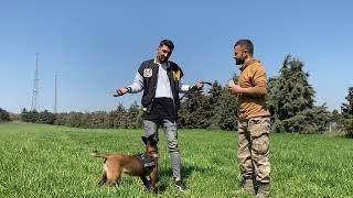 Tarkan Kalaycıoğlu ile kahkaha tufanı bir köpek eğitimi 