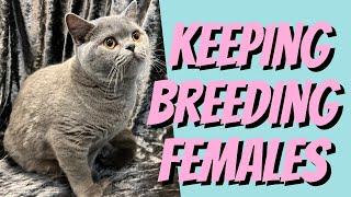 Keeping Breeding FEMALE Cats